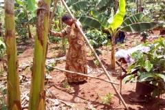 A farmer using an A-Frame for soil and water conservation in Luwero district. - Slide - A frame Use